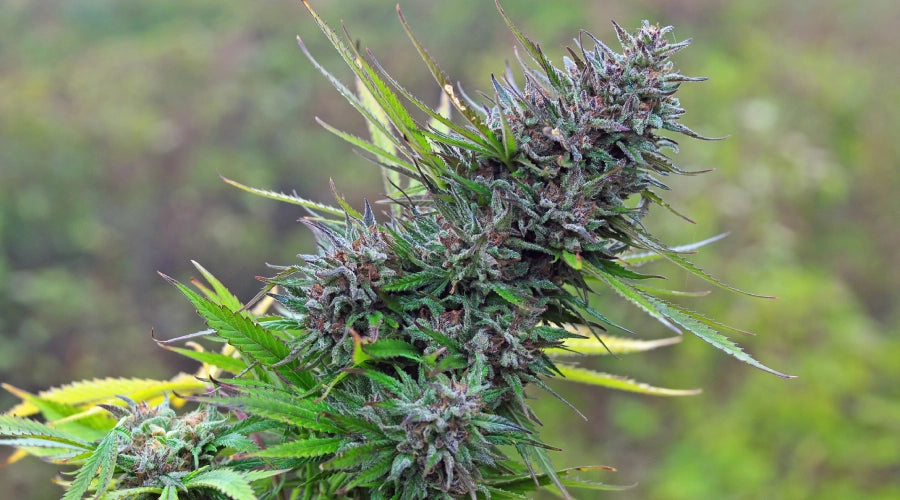 Big Plant, Small Buds: Understanding Cannabis Strain Characteristics