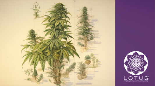 Cannabis Grow Stages: From Seed to Harvest