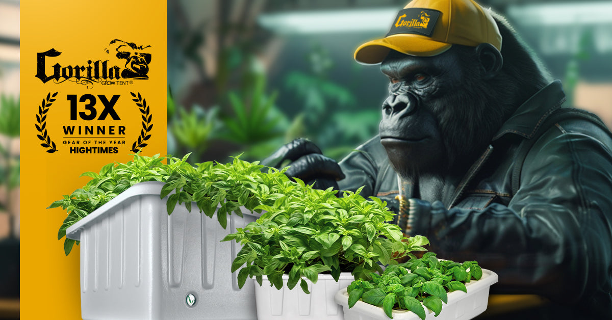 Elevate Your Growing Experience with DWC Hydroponics!