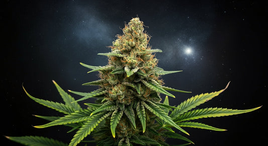 How Long Does It Take to Grow Weed?