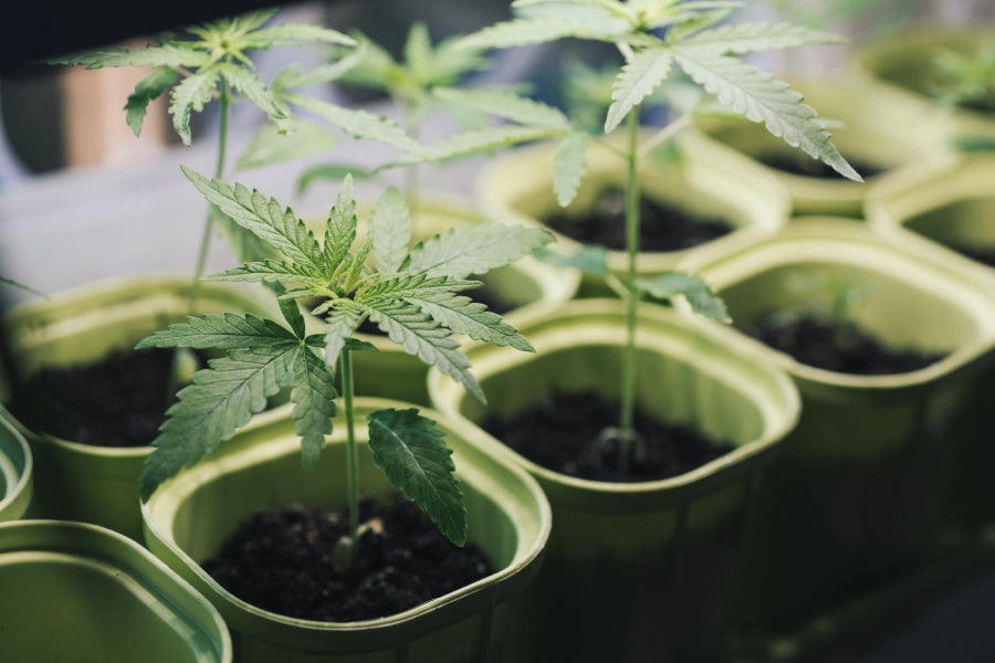A Beginner's Guide to Grow Cannabis at Home