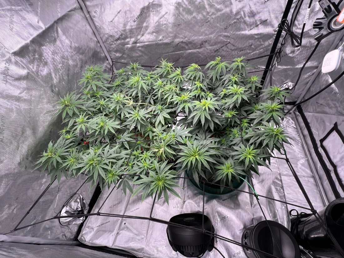 Grow Weed at Home: A Comprehensive Guide to Cannabis Cultivation