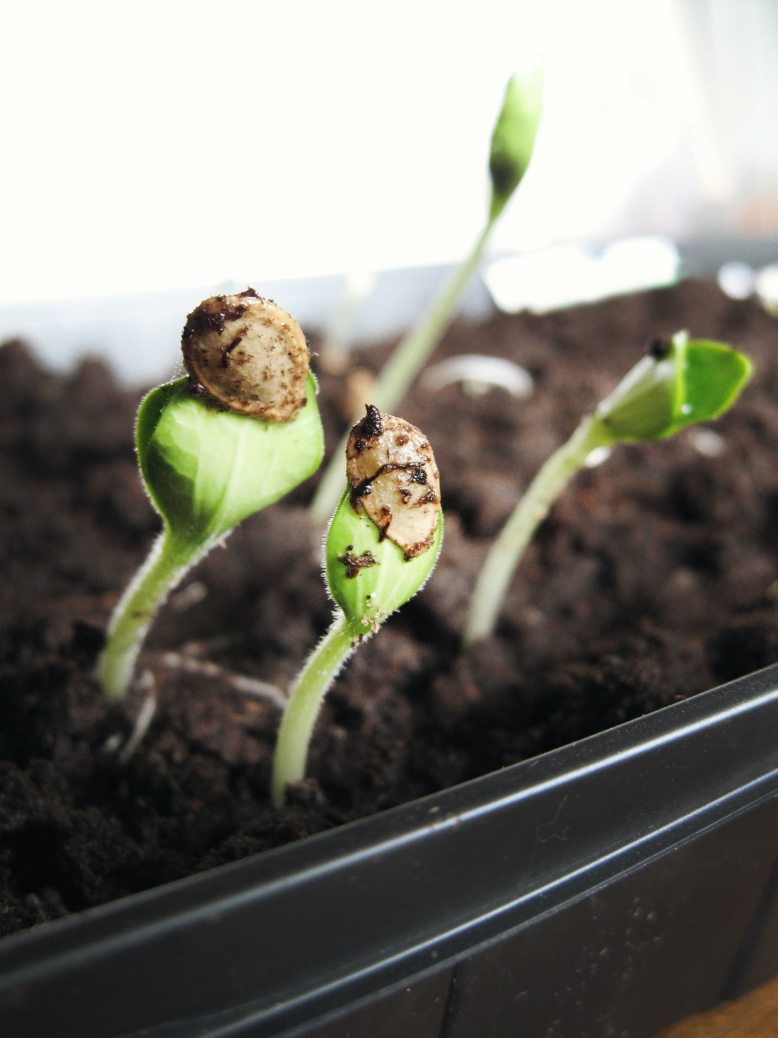 Clones vs Seeds:  Which do you need?