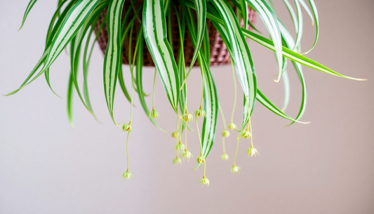 What Are the Nutrients in the Spider Plant?