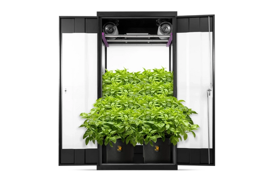 Weed Growing Kit: Start Your Home Cannabis Cultivation