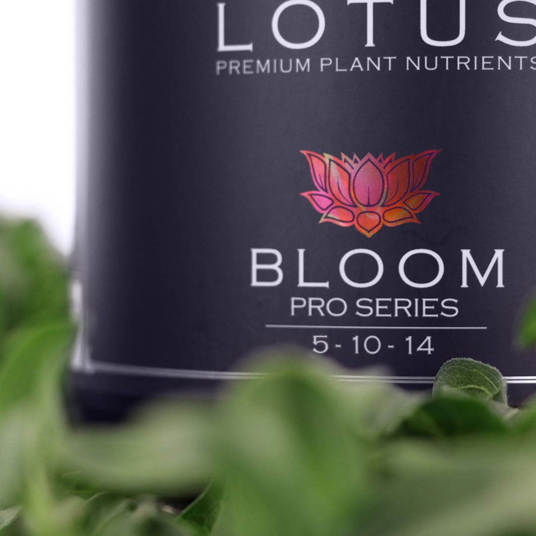 Lotus Bloom, Bloom Nutrients, Blooms Nutrition (2022)